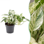 Epipremnum Marble Variegata - Marble Queen Pothos - Green - White - Tropical - Ø12cm - ↕20cm