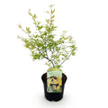 Green boutiQ - Plante de terrasse - Érable du Japon - Acer palmatum Methamorphosa - Vert - 1 plante - Caduc - Pot 19 cm, hauteur 70 cm