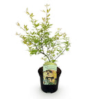 Green boutiQ - Plante de terrasse - Érable du Japon - Acer palmatum Methamorphosa - Vert - 1 plante - Caduc - Pot 19 cm, hauteur 70 cm