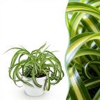 Green boutiQ - Zimmerpflanze - Chlorophytum comosum Bonnie - Grünlilie - Haustierfreundliche Pflanze - Grün - 1 Pflanze - mit Topf Weiß - Topf 12cm - Höhe 20cm