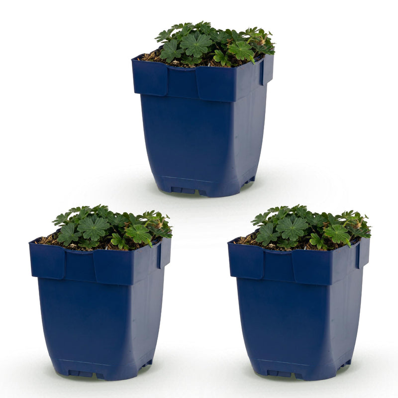Green boutiQ - Vasteplant - Geranium sang. Max Frei - Ooievaarsbek - Bodembedekkend - Roze - 3 Planten - Pot 11cm - Hoogte 15-25cm