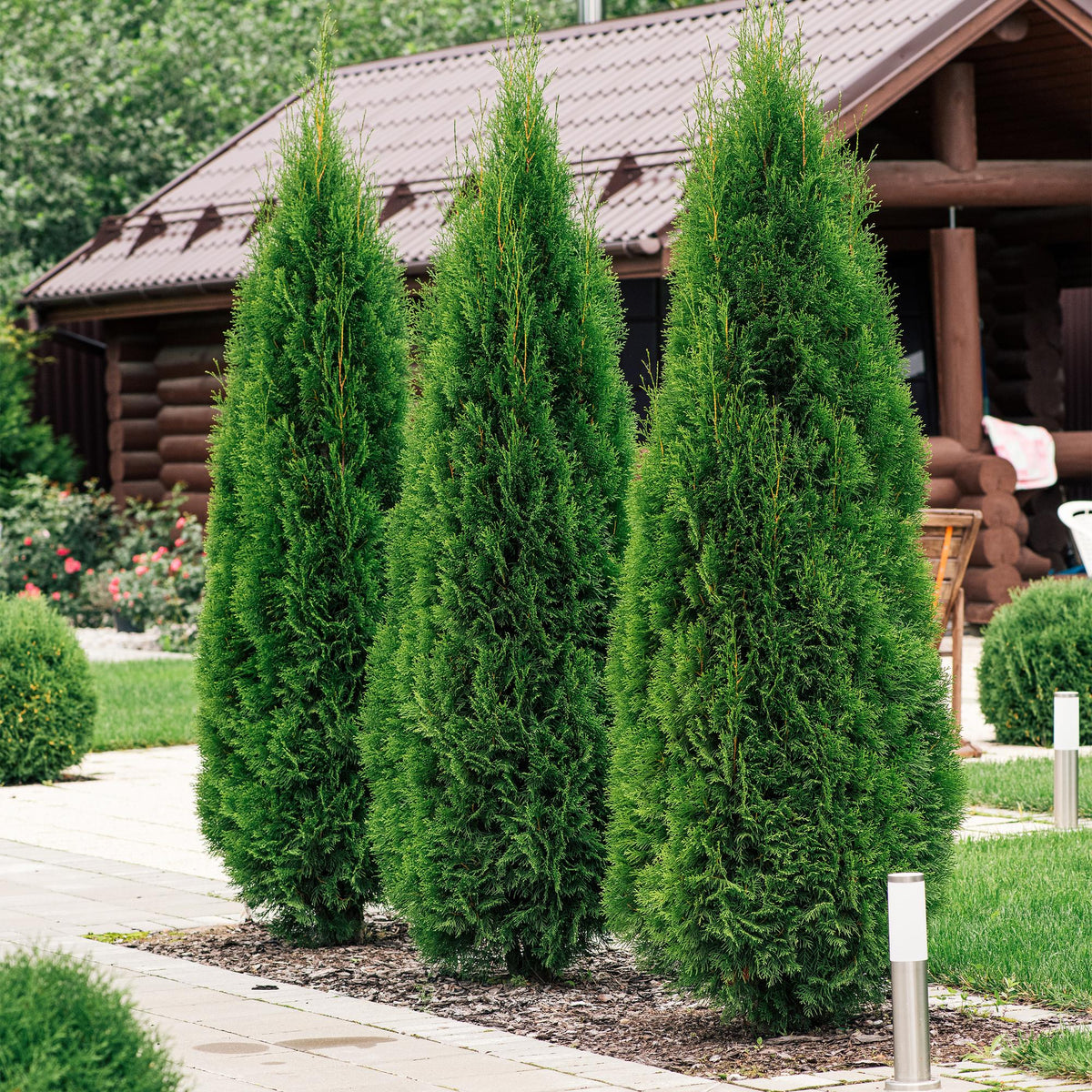 Green boutiQ - Haagplanten - Thuja occidentalis Smaragd - blad groen - 8 planten - 1 strekkende meter - groenblijvend - pot 9cm hoogte 30cm
