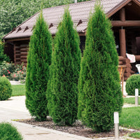 Green boutiQ - Haagplanten - Thuja occidentalis Smaragd - blad groen - 8 planten - 1 strekkende meter - groenblijvend - pot 9cm hoogte 30cm