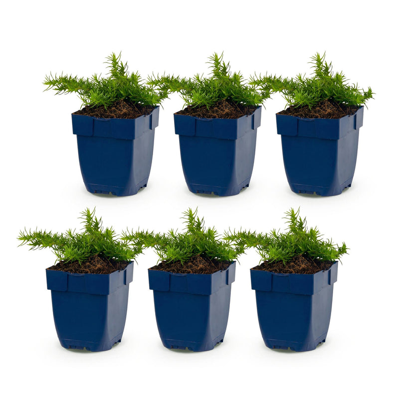 Green boutiQ - Vasteplant - Phlox Maischnee - Vlambloem - Bodembedekkend - Wit - 6 Plant - Pot 11cm - Hoogte 15-25cm