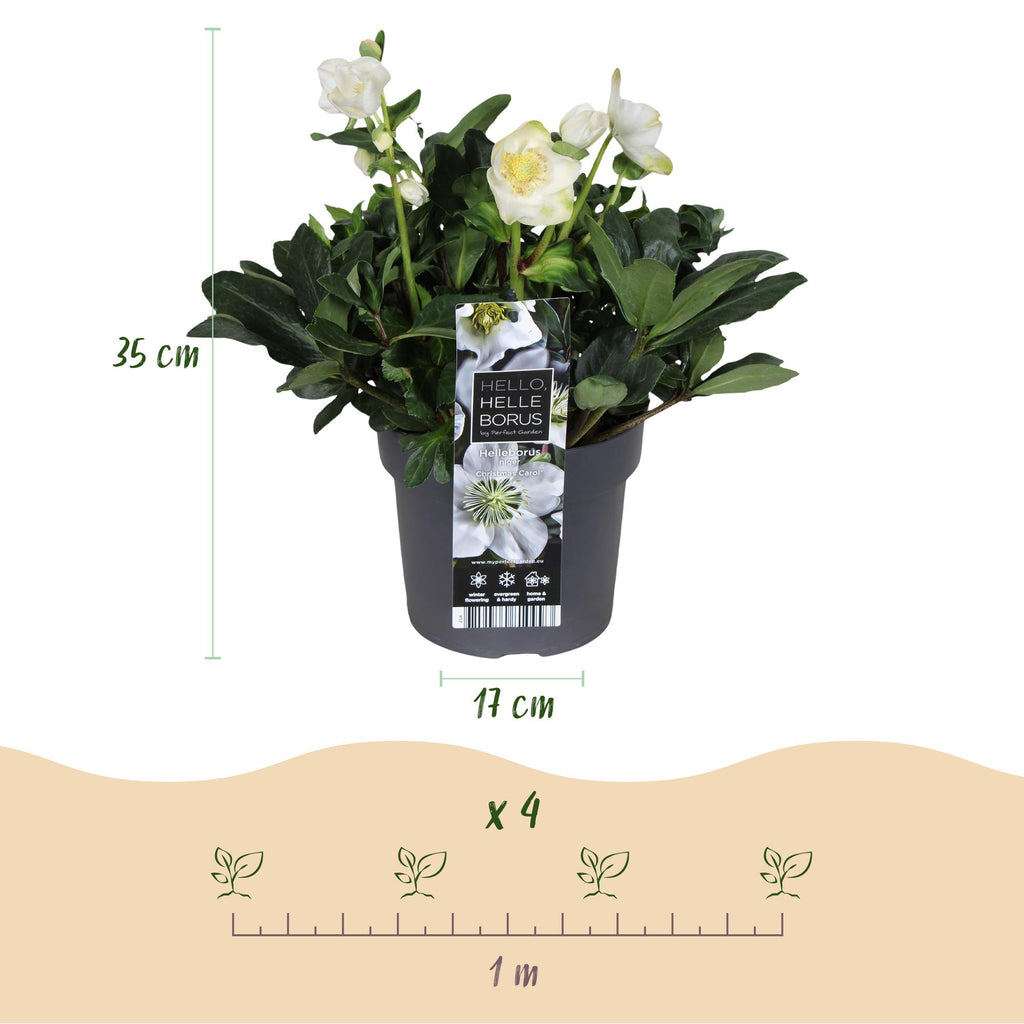 Green boutiQ - Plante de jardin - Rose de Noël - Hellébore Christmas Carol - Fleur Blanche - 2 Plantes - Persistante - Pot 17cm Hauteur 35cm