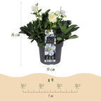 Green boutiQ - Plante de jardin - Rose de Noël - Hellébore Christmas Carol - Fleur Blanche - 2 Plantes - Persistante - Pot 17cm Hauteur 35cm