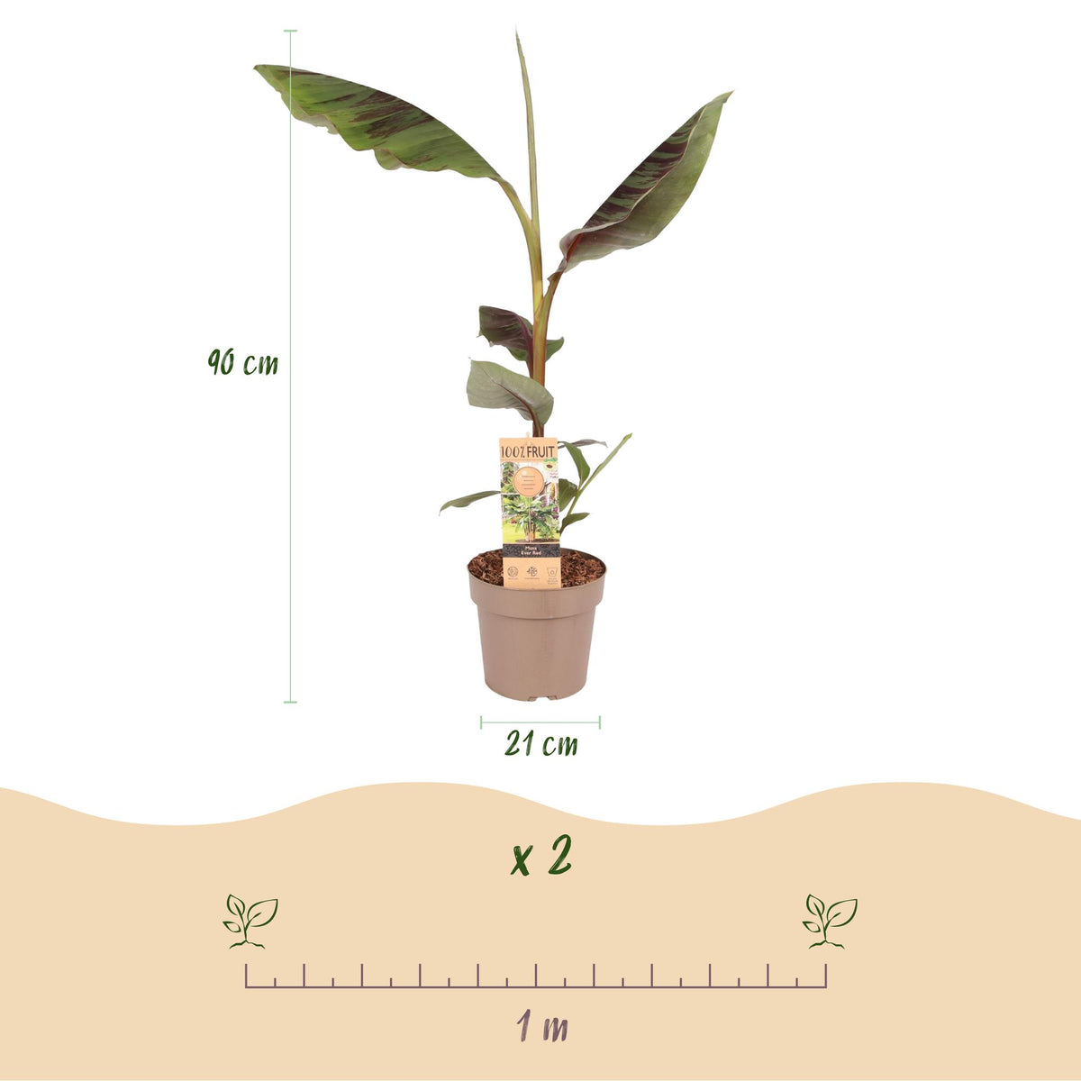 Green boutiQ - Plante fruitière - Musa Ever Red - Bananier - Rustique - Vert-Rouge - 1 plante - Pot de 21 cm - Hauteur 90 cm