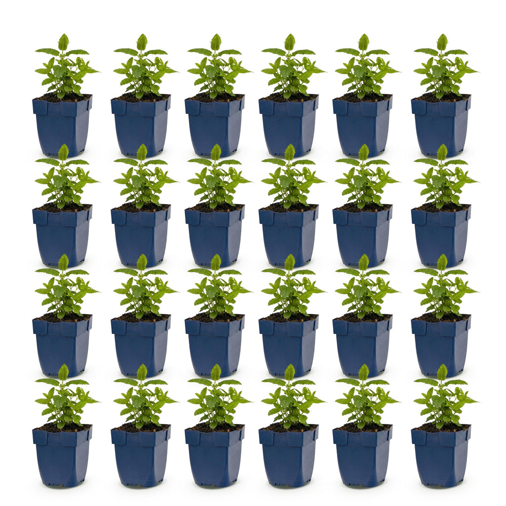 Green boutiQ - Stauden - Nepeta nerv. Neptune - Katzenminze - Bienen- und Schmetterlingsmagnet - Lila - 24 Pflanzen - Topf 11cm - Höhe 15-25cm