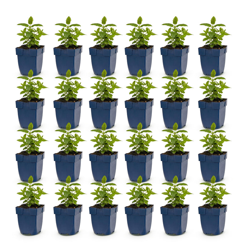 Green boutiQ - Vasteplant - Nepeta nerv. Neptune - Kattenkruid - Bijen en Vlinderlokkers - Paars - 24 Planten - Pot 11cm - Hoogte 15-25cm