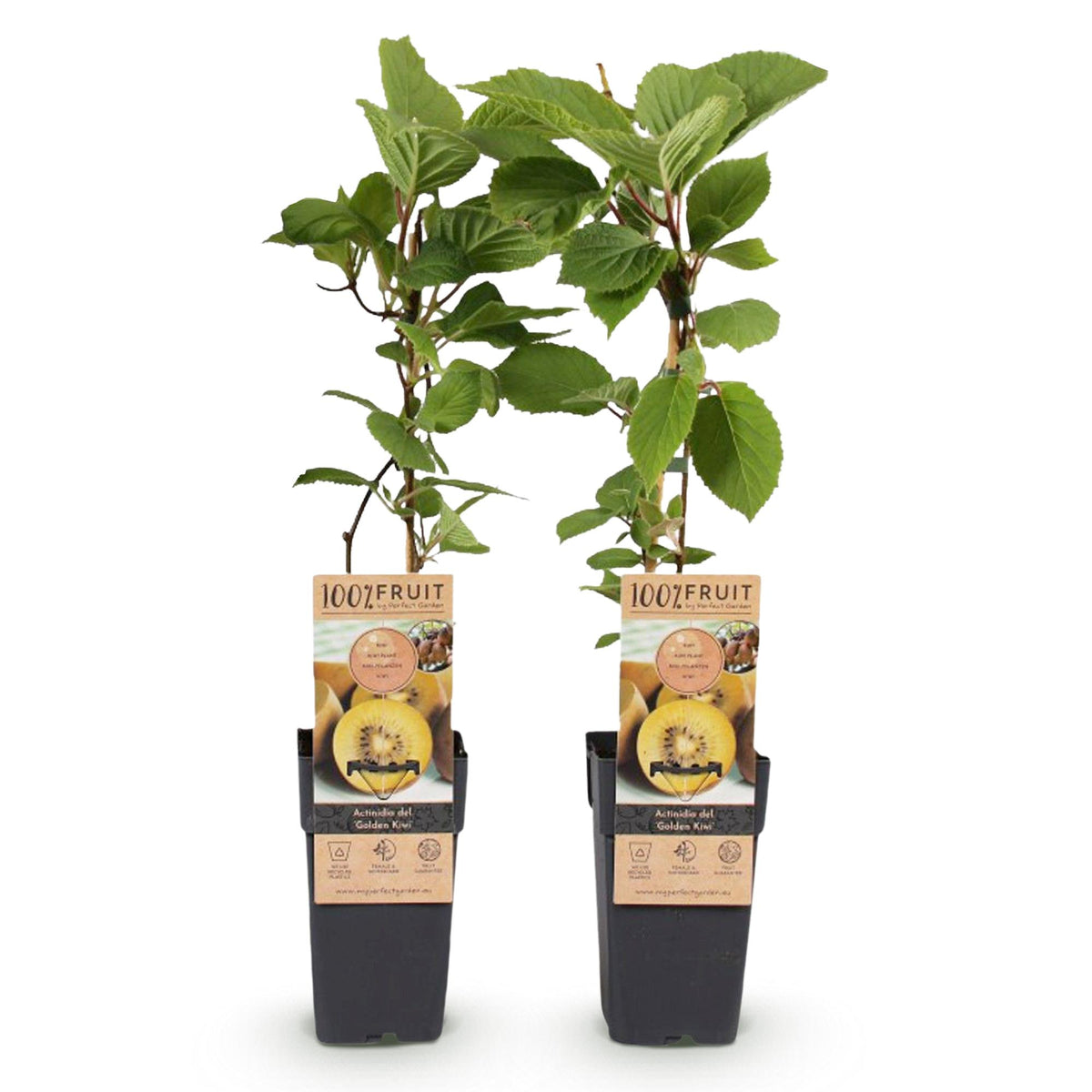 Green boutiQ - Fruitplant - Actinidia deliciosa Golden Kiwi - Kiwiplant - Vrouwelijk - Gele Vrucht - 2 Planten - Pot 15cm - Hoogte 50cm