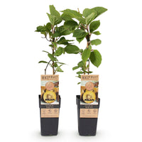 Green boutiQ - Fruitplant - Actinidia deliciosa Golden Kiwi - Kiwiplant - Vrouwelijk - Gele Vrucht - 2 Planten - Pot 15cm - Hoogte 50cm