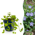 Vasteplant - Vinca major - Maagdenpalm - Bodembedekkend - Blauw - 6 Planten - Pot 11cm - Hoogte 15-25cm
