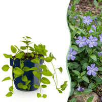 Vasteplant - Vinca major - Maagdenpalm - Bodembedekkend - Blauw - 6 Planten - Pot 11cm - Hoogte 15-25cm