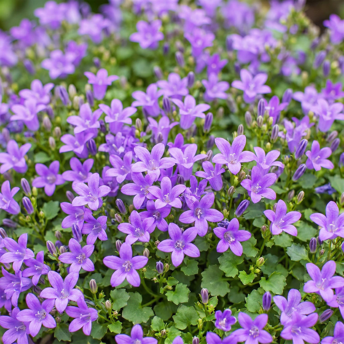 Green boutiQ - Plante vivace - Campanula portenschlagiana - Campanule à feuilles de pêcher - Couvre-sol - Rose - 3 Plantes - Pot 11cm - Hauteur 15-25cm