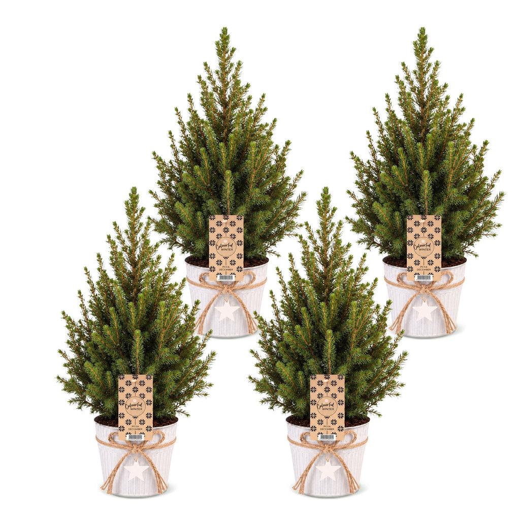 4x Picea glauca Conica - Dwarf Alberta Spruce - Green - Christmas tree - incl. zinc pot - Ø17cm - ↕65cm