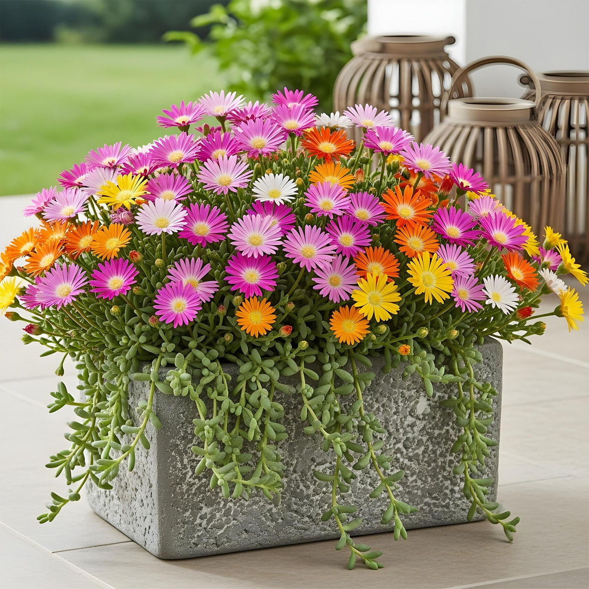 Green boutiQ - Couvre-sol - Rustique - Delosperma Jewel of Desert - 8 plantes - Couleurs rouge - orange - violet - rose - Peu d'entretien - Pot 14 Hauteur 17