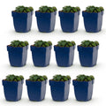 Green boutiQ - Stauden - Geranium sang. Max Frei - Storchschnabel - Bodendeckend - Rosa - 12 Pflanzen - Topf 11cm - Höhe 15-25cm