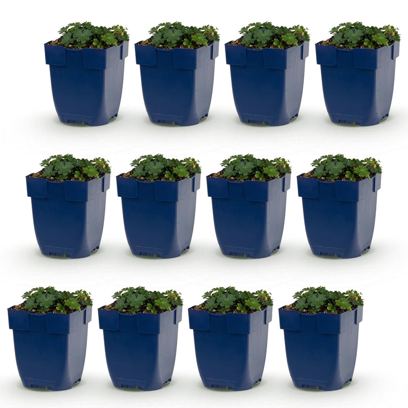 Green boutiQ - Vasteplant - Geranium sang. Max Frei - Ooievaarsbek - Bodembedekkend - Roze - 12 Planten - Pot 11cm - Hoogte 15-25cm