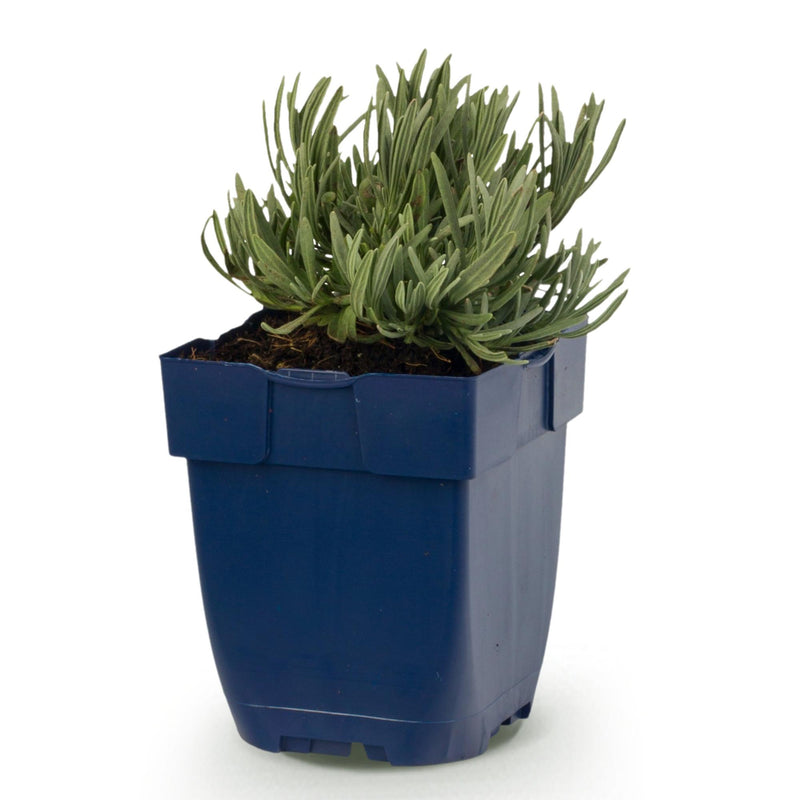 Green boutiQ - Vasteplant - Lavandula ang. Edelweiss - Lavendel - Geurend - Wit - 1 Plant - Pot 11cm - Hoogte 15-25cm