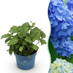 Green boutiQ - Gartenpflanze - Hydrangea Endless Summer The Original Blau - Hortensie - Winterhart - Blau - 1 Pflanze - Topf 14cm - Höhe 20-25cm