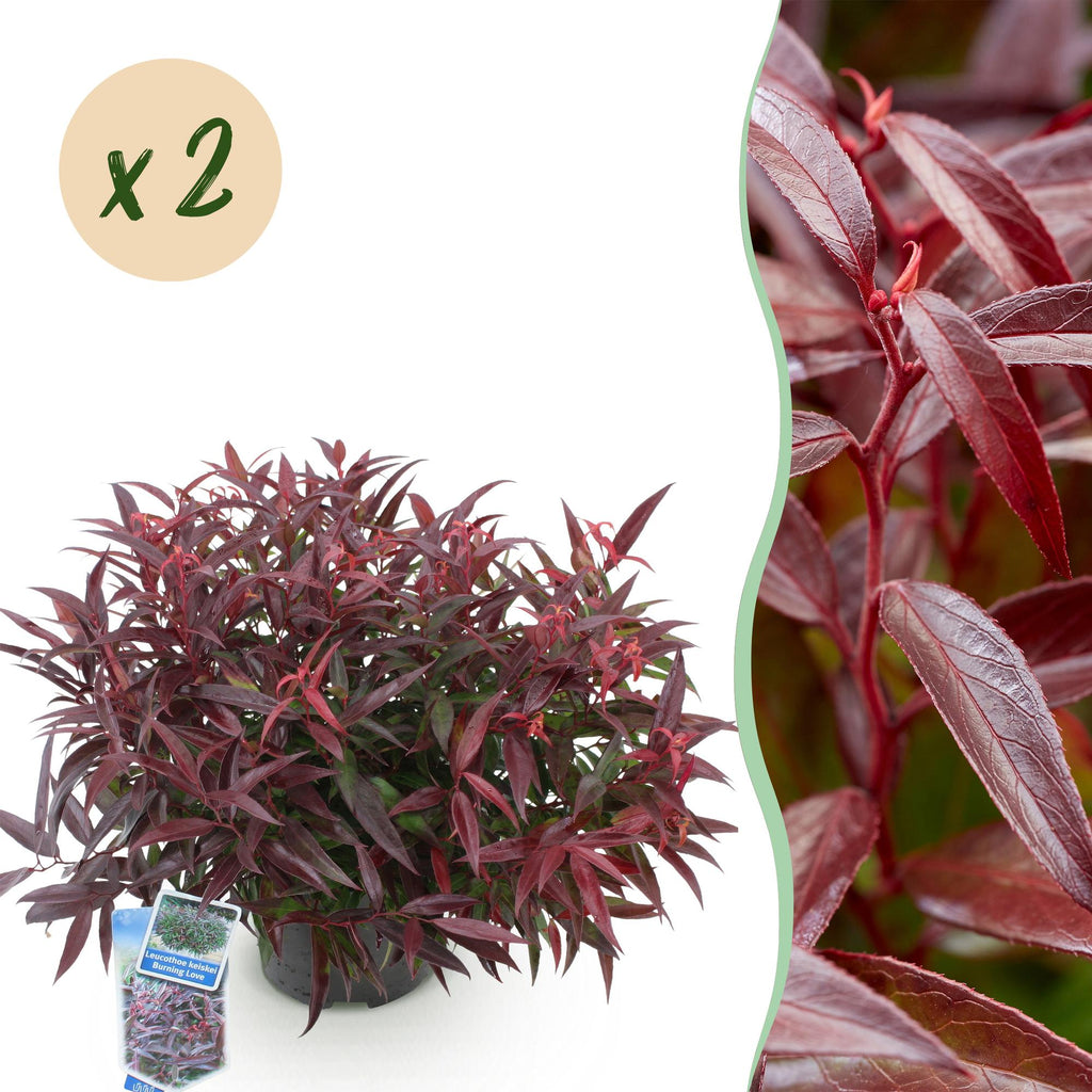 Green boutiQ - Gartenpflanze - Leucothoe Burning Love - Rot - 2 Pflanzen - Immergrün - Pflegeleicht - Topf 17cm Höhe 45cm