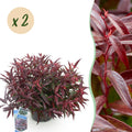 Green boutiQ - Gartenpflanze - Leucothoe Burning Love - Rot - 2 Pflanzen - Immergrün - Pflegeleicht - Topf 17cm Höhe 45cm