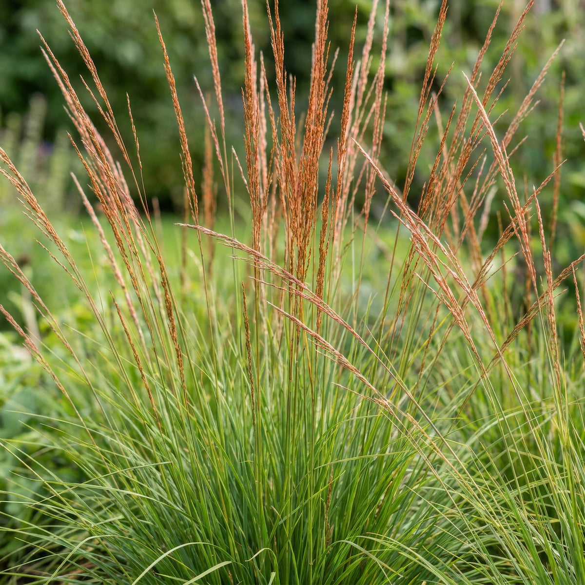 Green boutiQ - Graminées - Molinia caer. Heidebraut - Molinie bleue - Avec panicule - Vert - 12 Plantes - Pot 11cm - Hauteur 15-25cm