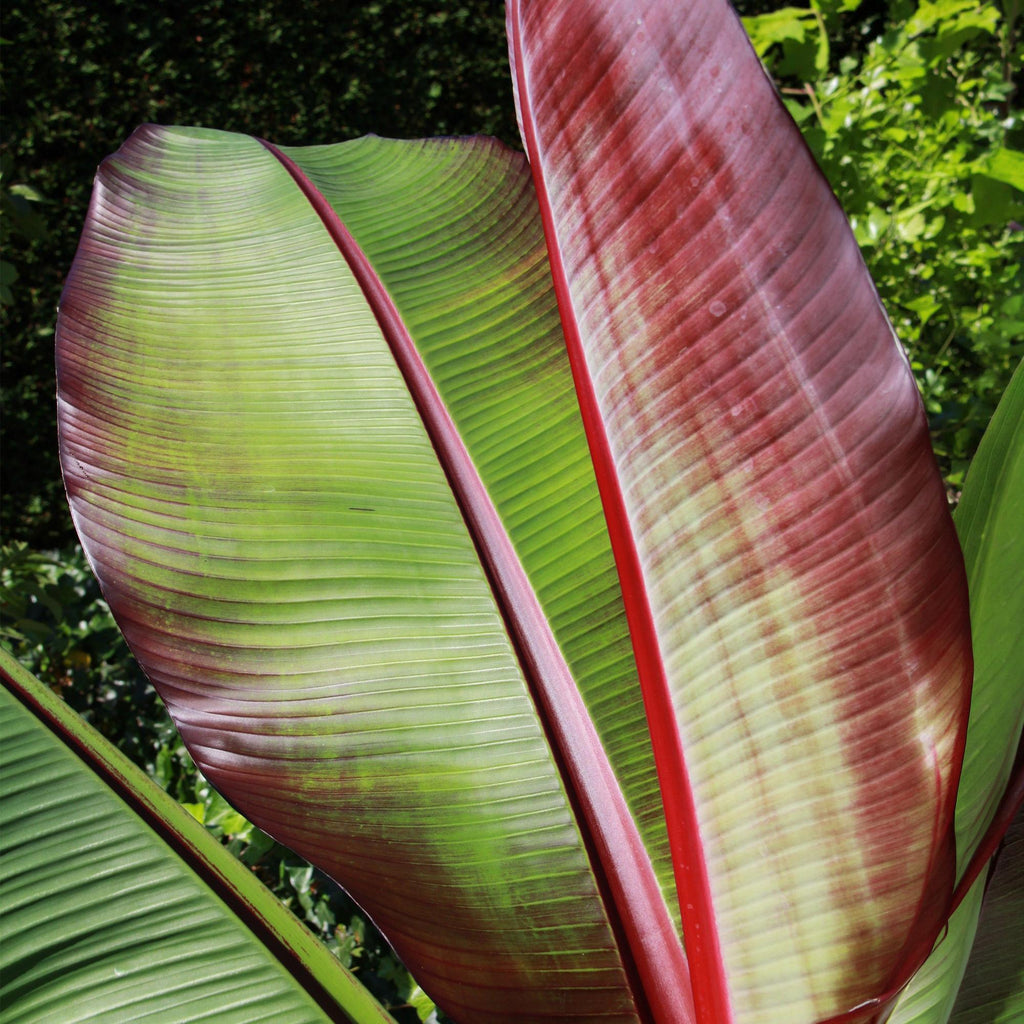 Green boutiQ - Plante fruitière - Musa ensete Maurelli - Bananier - Rustique - Rouge-Vert - 2 Plantes - Pot 15cm - Hauteur 50cm