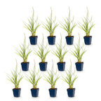 Green boutiQ - Gräser - Pennisetum or. Fairy Tales - Lampenputzergras - Mit Blütenstand - Grün - 12 Pflanzen - Topf 11cm - Höhe 15-25cm