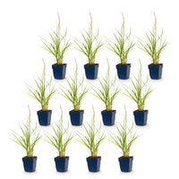 Green boutiQ - Grasses - Pennisetum or. Fairy Tales - Fountain Grass - With Plume - Green - 12 Plants - Pot 11cm - Height 15-25cm