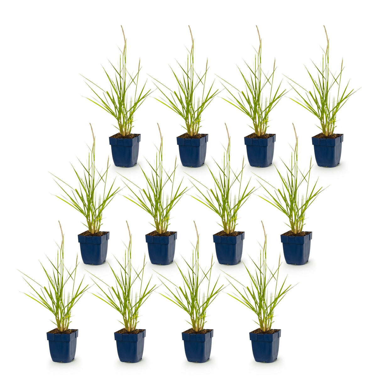 Green boutiQ - Gräser - Pennisetum or. Fairy Tales - Lampenputzergras - Mit Blütenstand - Grün - 12 Pflanzen - Topf 11cm - Höhe 15-25cm