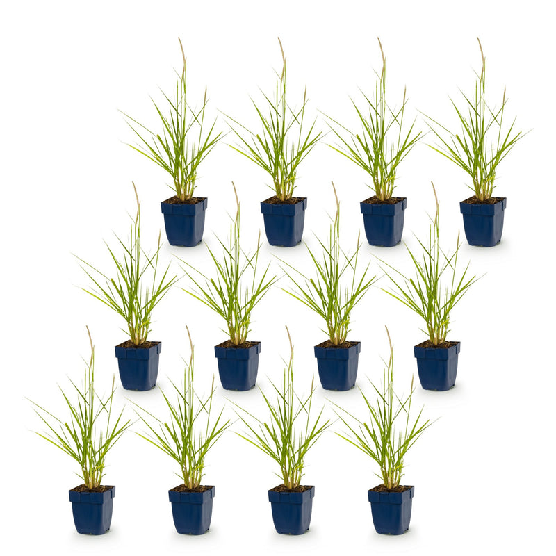 Green boutiQ - Grasses - Pennisetum or. Fairy Tales - Fountain Grass - With Plume - Green - 12 Plants - Pot 11cm - Height 15-25cm