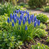 100x Muscari Armeniacum - Armeense druifhyacint - Blauw - Verwilderingsbol - Bolmaat 7/8