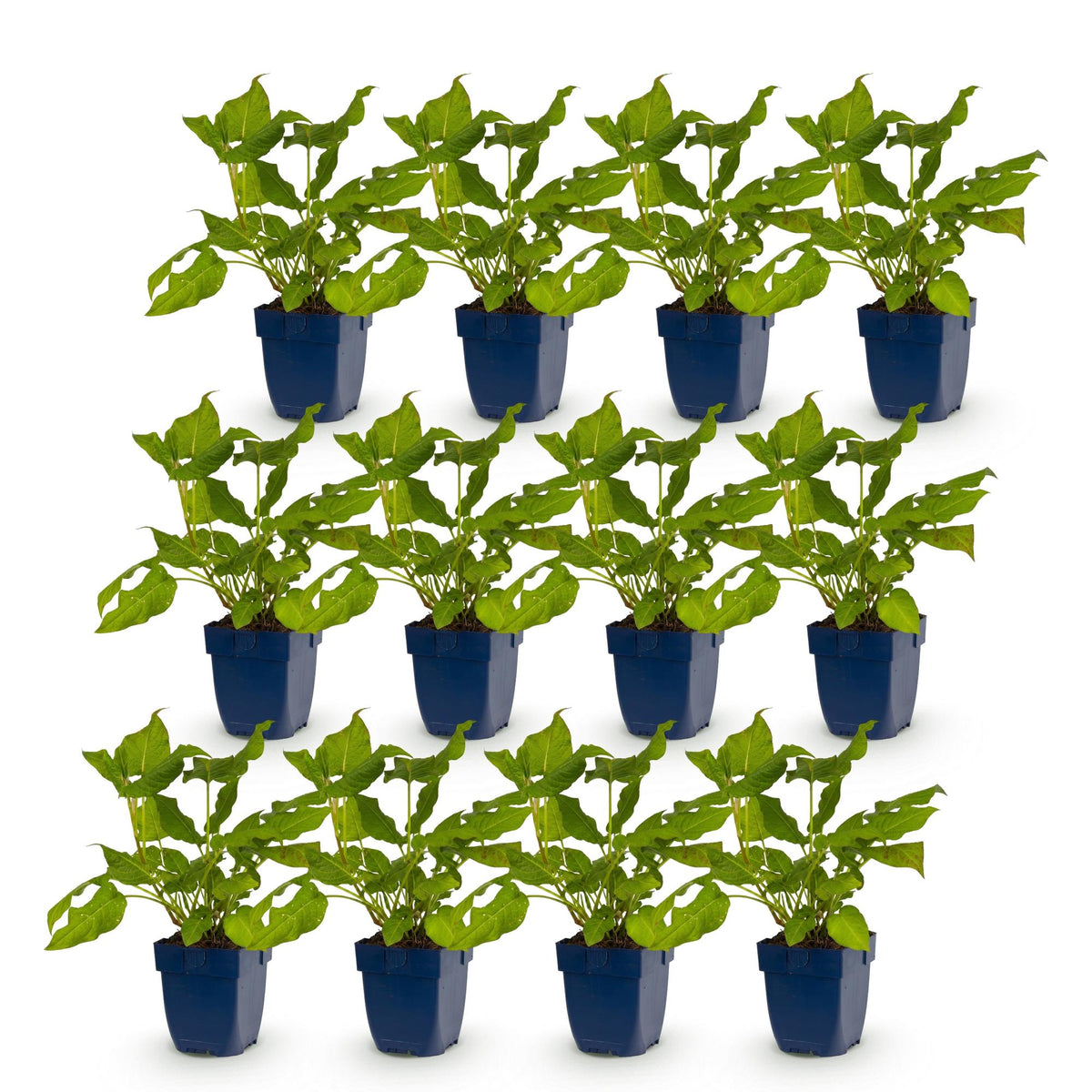 Green boutiQ - Stauden - Persicaria amplexicaulis - Kerzen-Knöterich - Bienen- und Schmetterlingsmagnet - Rot - 12 Pflanzen - Topf 11cm - Höhe 15-25cm