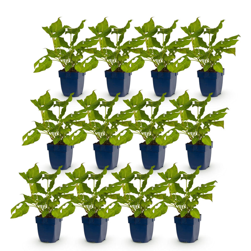 Green boutiQ - Vasteplant - Persicaria amplexicaulis - Duizendknoop - Bijen en Vlinderlokkers - Rood - 12 Planten - Pot 11cm - Hoogte 15-25cm
