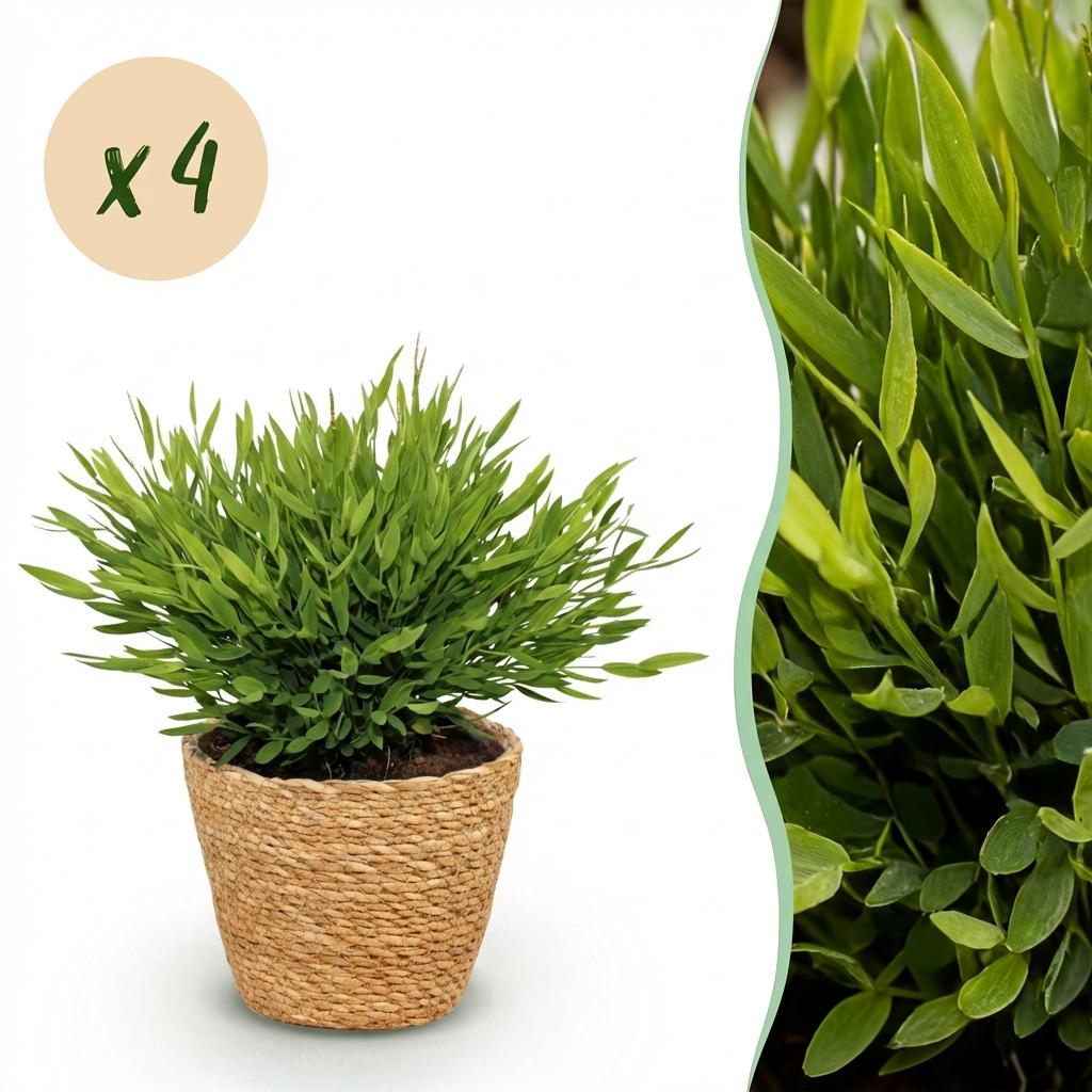 Green boutiQ - Zimmerpflanze - Bambusa Pogonatherum Monica - Bambusgras - Haustierfreundliche Pflanze - Grün - 4 Pflanzen - mit Korb - Topf 12cm - Höhe 20cm