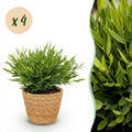 Green boutiQ - Zimmerpflanze - Bambusa Pogonatherum Monica - Bambusgras - Haustierfreundliche Pflanze - Grün - 4 Pflanzen - mit Korb - Topf 12cm - Höhe 20cm