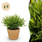 Green boutiQ - Zimmerpflanze - Bambusa Pogonatherum Monica - Bambusgras - Haustierfreundliche Pflanze - Grün - 4 Pflanzen - mit Korb - Topf 12cm - Höhe 20cm