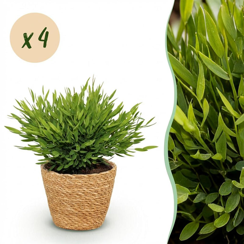 Green boutiQ - Kamerplant - Bamusa Pogonatherum Monica - Bamboegras - Huisdiervriendelijke Plant - Groen - 4 Planten - met Mand - Pot 12cm - Hoogte 20cm