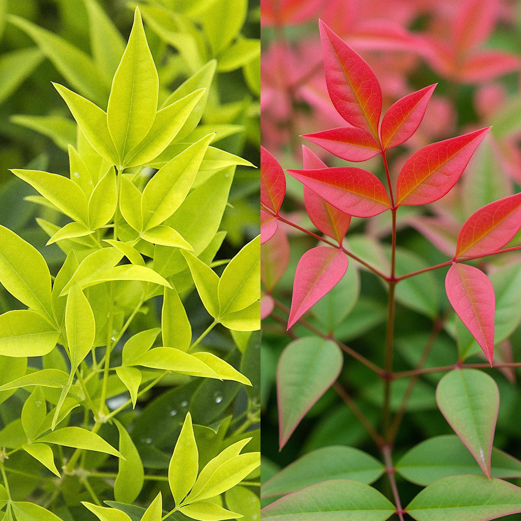 Green boutiQ - Gartenpflanze - Nandina Duo - Gelb & Rot - 2 Pflanzen - Immergrün - Pflegeleicht - Topf 17cm Höhe 45cm