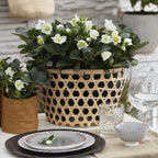 Green boutiQ - Plante de jardin - Rose de Noël - Hellébore Christmas Carol - Fleur Blanche - 6 Plantes - Persistant - Pot 10,5cm Hauteur 25cm