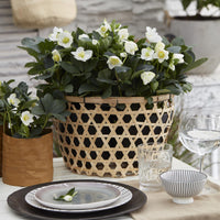 Green boutiQ - Tuinplant - Kerstroos - Helleborus Christmas Carol  - Witte Bloem - 6 Planten - Groenblijvend - Pot 10,5cm Hoogte 25cm