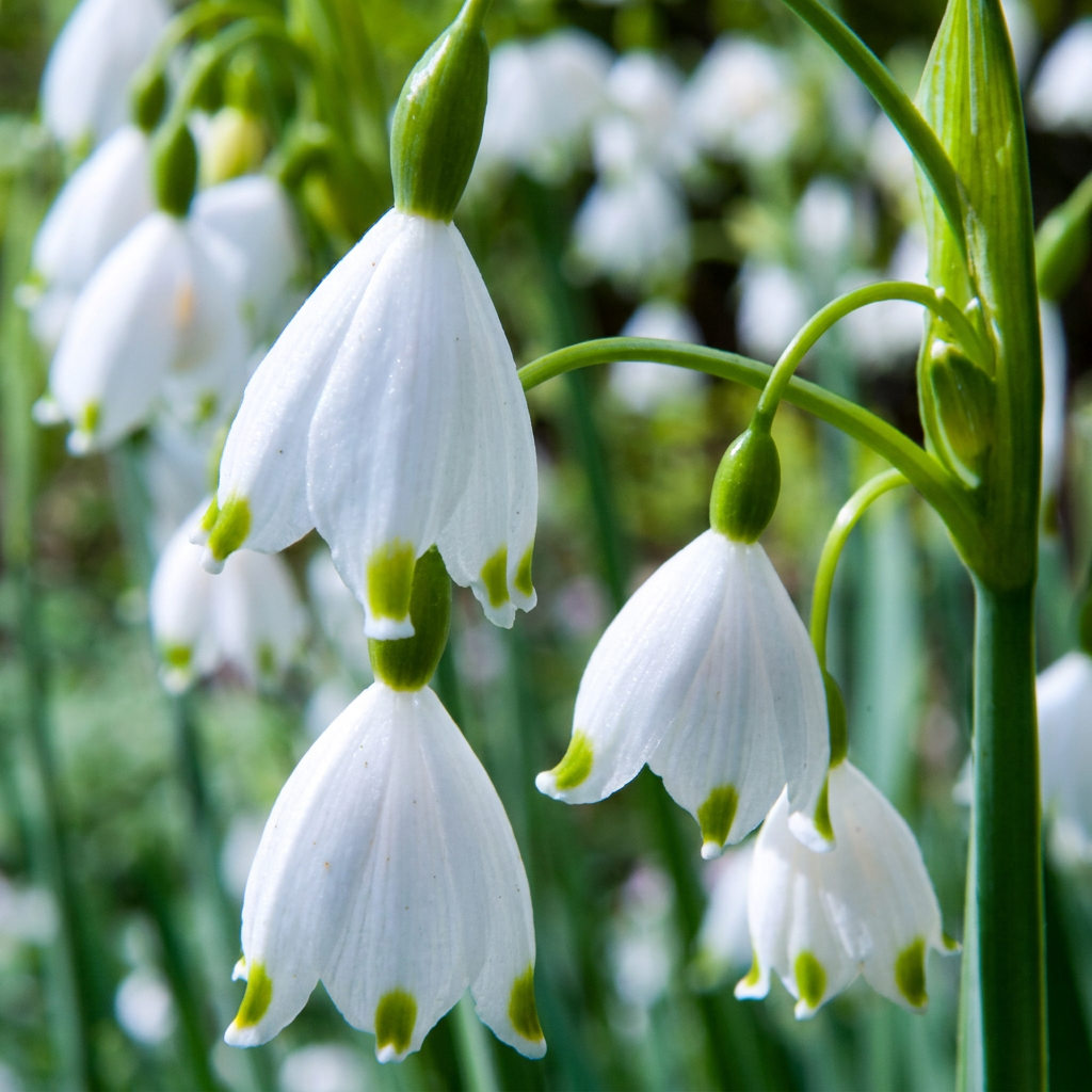 80x Leucojum Aestivum - Zomerschneeklokje - Wit - Voorjaarsbloeier - Bolmaat 8/9