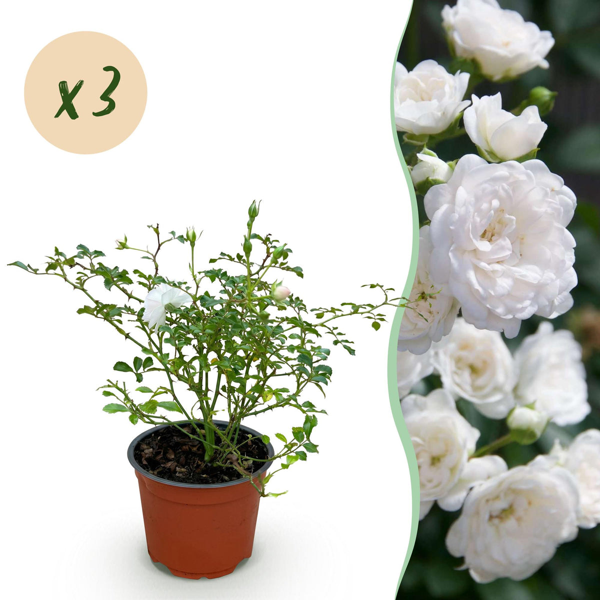 Green boutiQ - Rosier de jardin - Rosa White Fairy - Rosier - Rustique - Blanc - 3 plantes - Pot 12 cm - Hauteur 20-25 cm