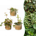 3x Baby Peperomia Mix - Green - Red - Tropical - incl. Linnea Honey - Ø6cm - ↕5-15cm