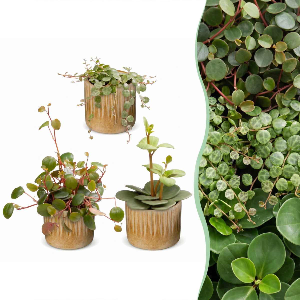 3x Baby Peperomia Mix - Green - Red - Tropical - incl. Linnea Honey - Ø6cm - ↕5-15cm