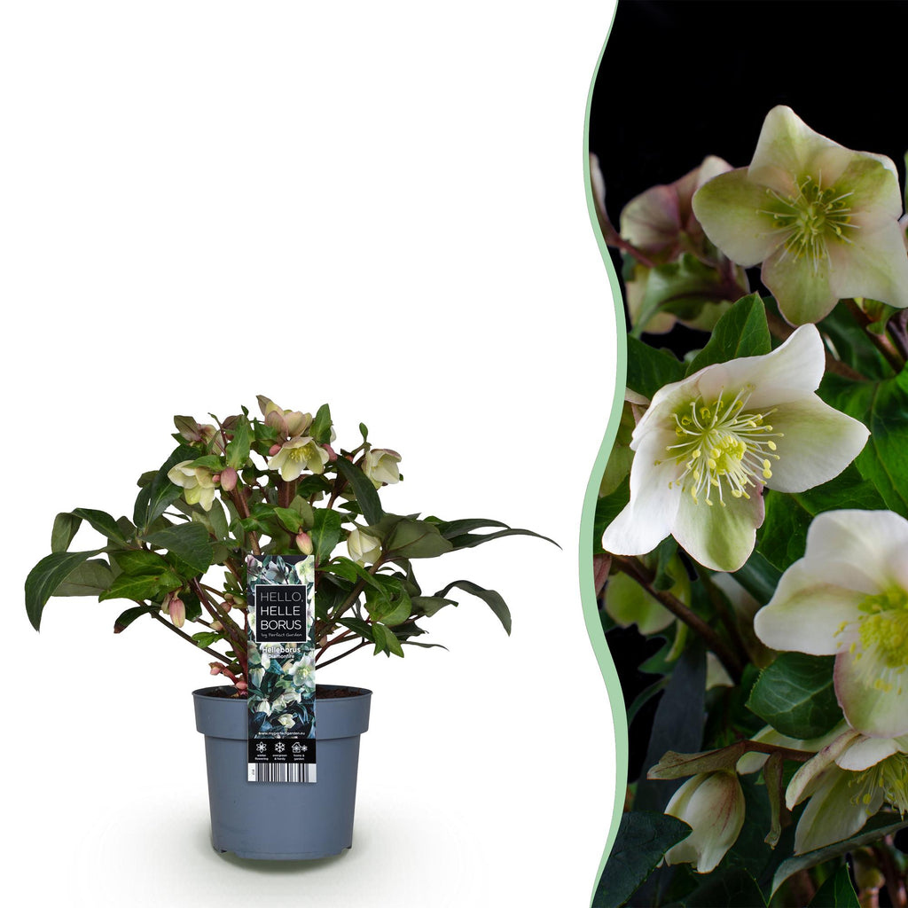 Green boutiQ - Plante de jardin - Rose de Carême - Hellébore Diamfire - Fleur verte - Persistante - Pot 19cm Hauteur 40cm