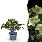 Green boutiQ - Plante de jardin - Rose de Carême - Hellébore Diamfire - Fleur verte - Persistante - Pot 19cm Hauteur 40cm