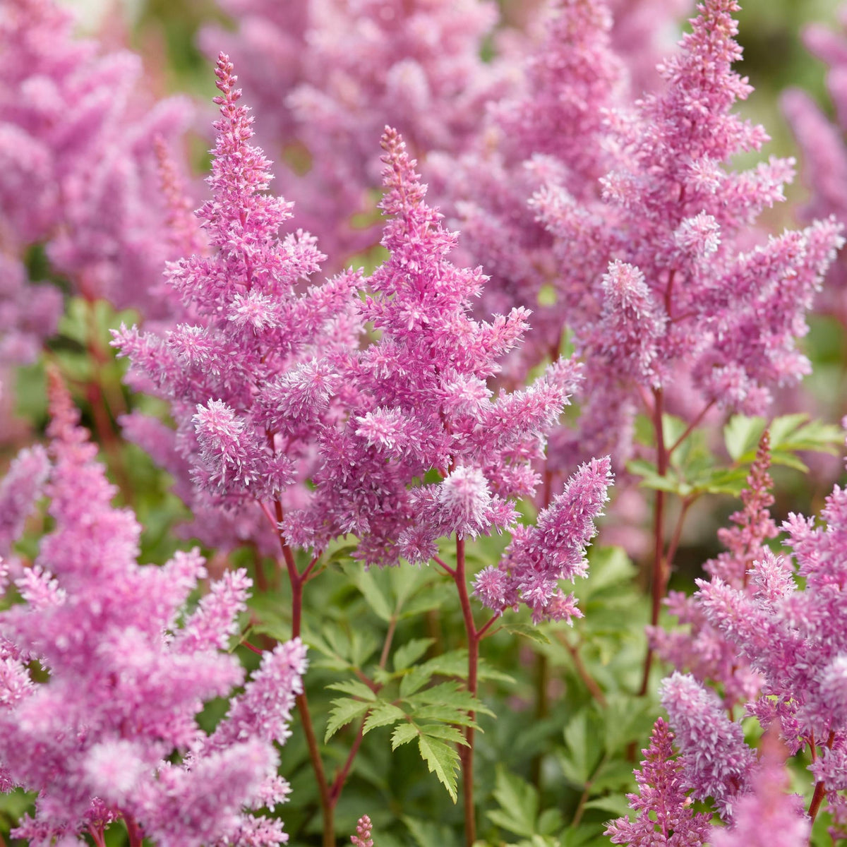 Green boutiQ - Plante vivace - Astilbe chin. Pumila - Astilbe - Ombre - Violet - 6 Plantes - Pot 11cm - Hauteur 15-25cm