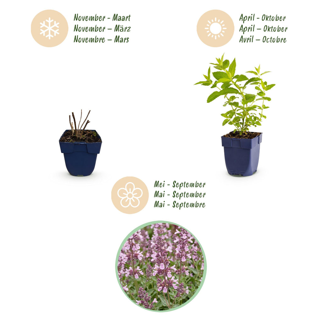 Green boutiQ - Stauden - Nepeta sib. Wild Orchid - Katzenminze - Bienen- und Schmetterlingsmagnet - Rosa - 6 Pflanzen - Topf 11cm - Höhe 15-25cm